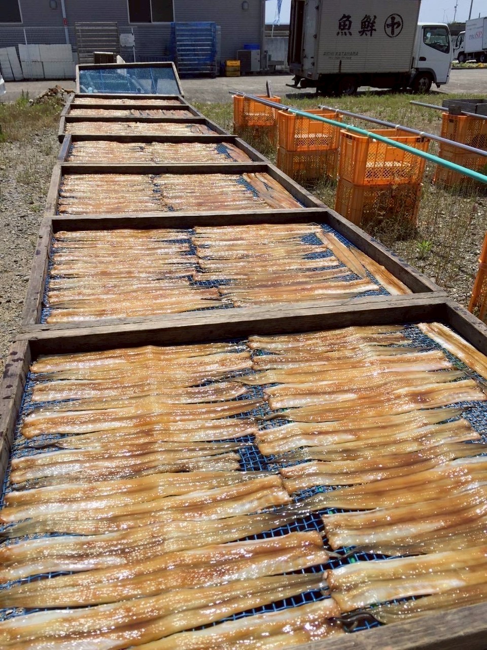 愛知蒲郡干物を外で干している様子