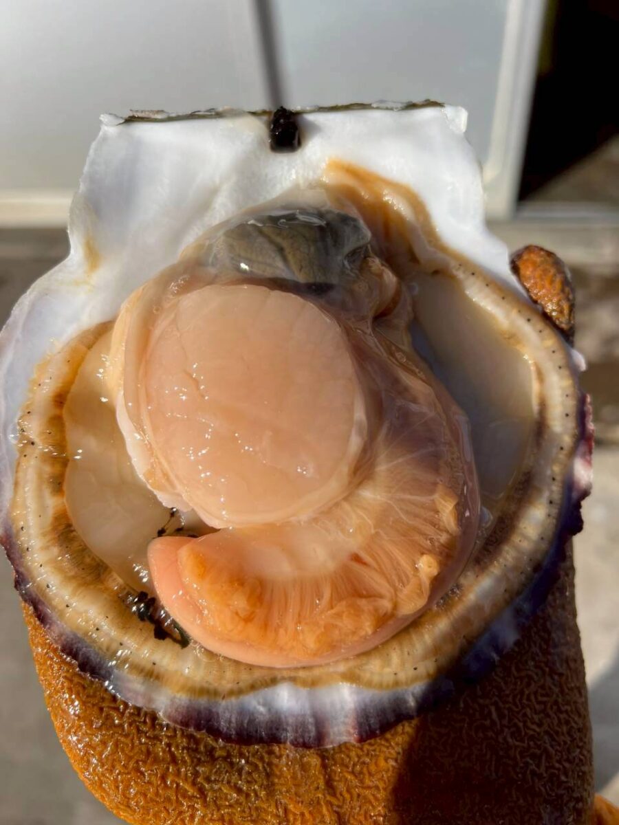 野付のホタテを産地でむき身にした状態