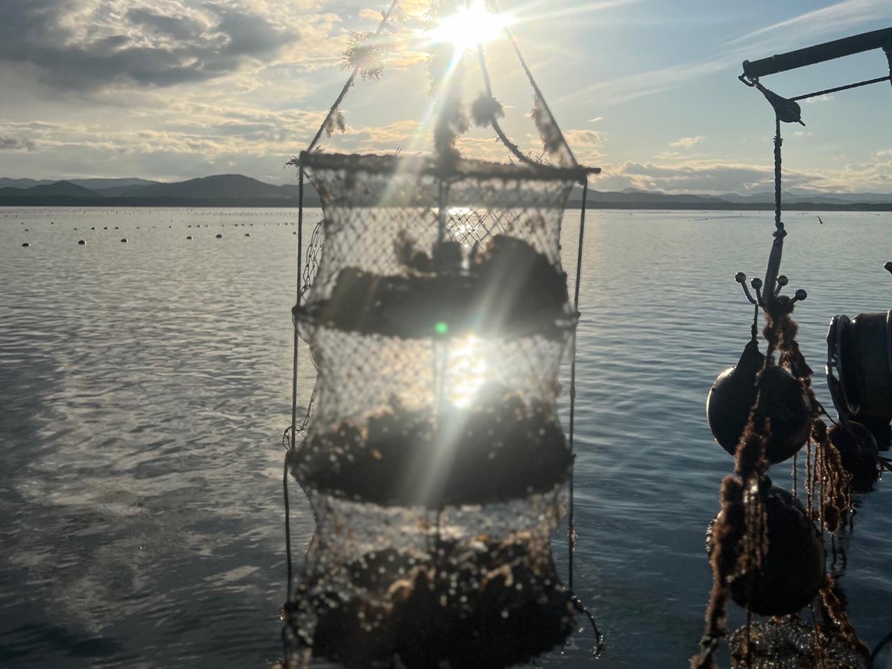 北海道・サロマ湖の牡蠣