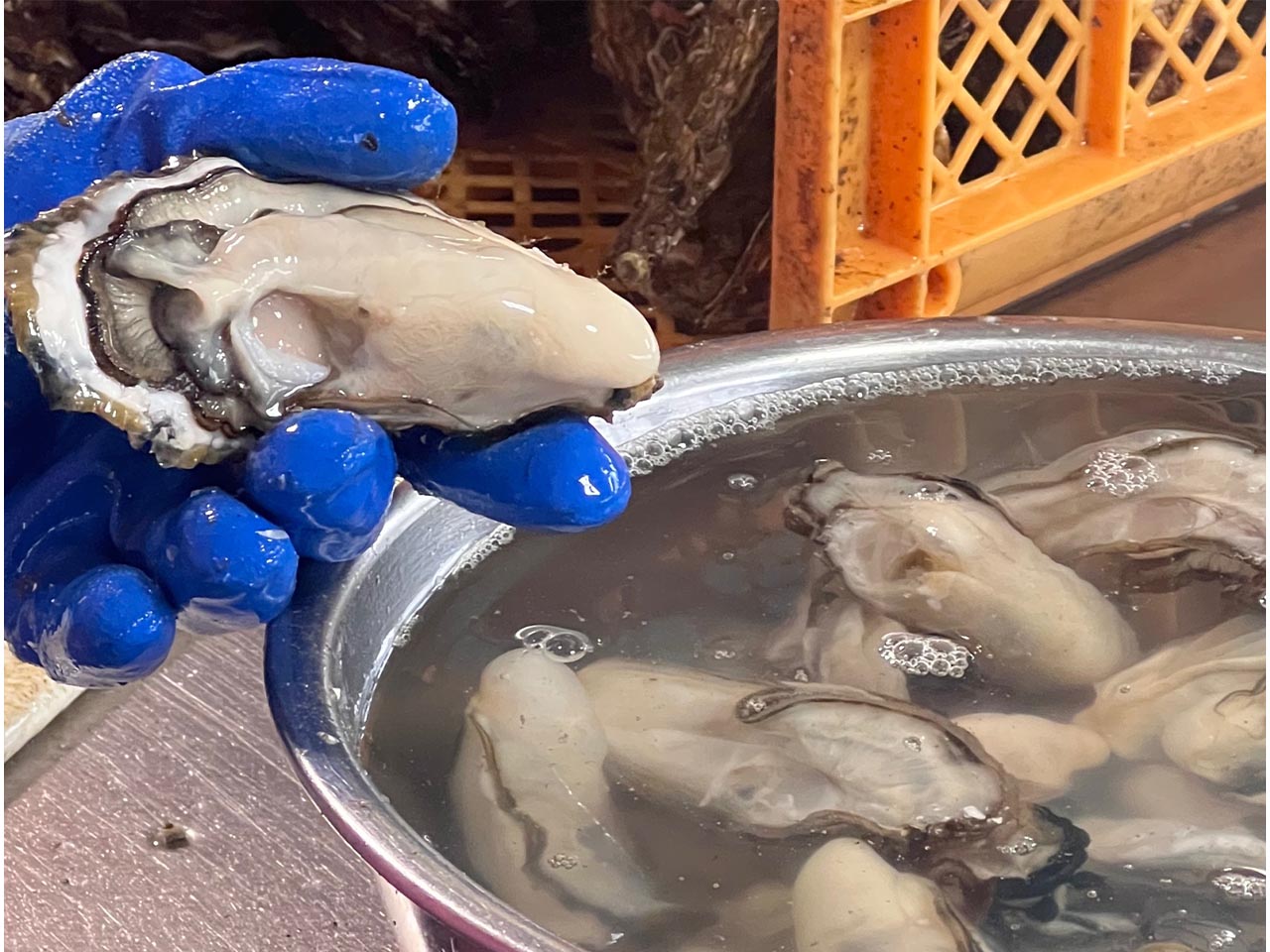 出荷前にはすべての牡蠣を手作業で掃除