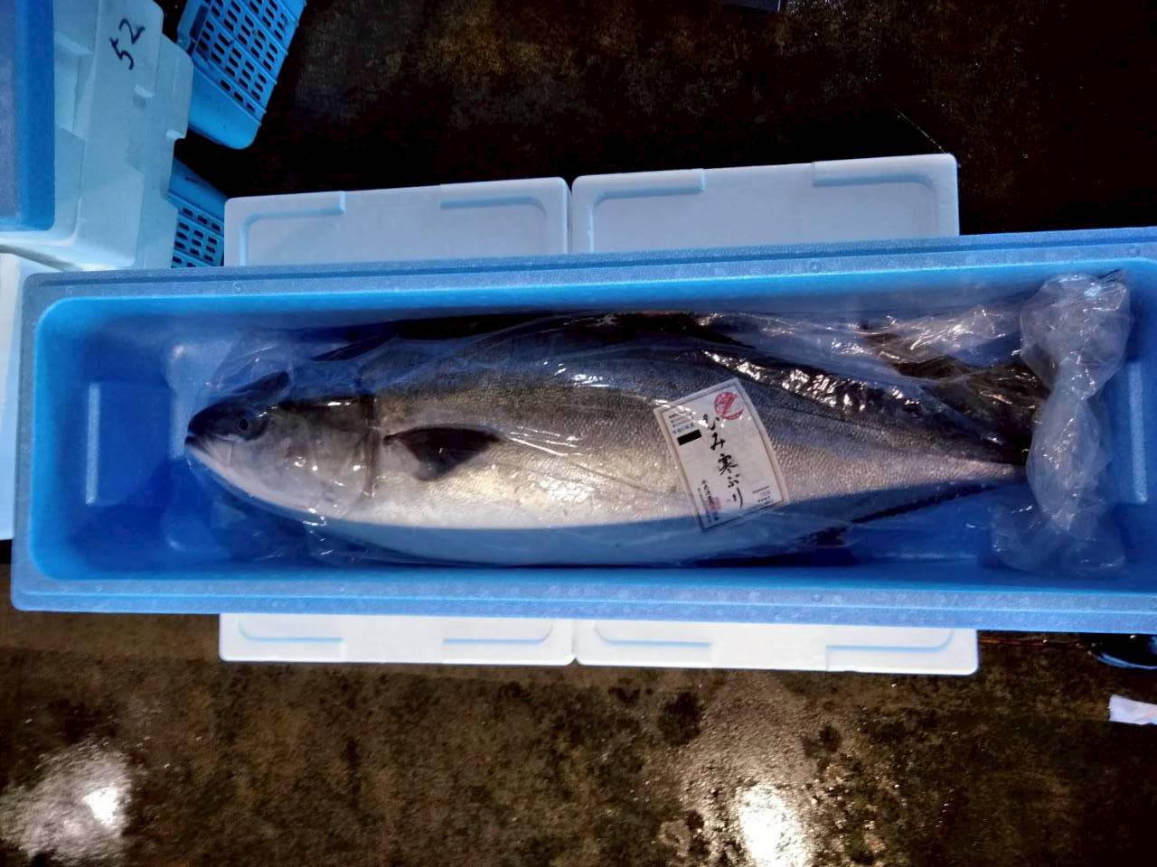 富山湾 ひみ寒ぶり