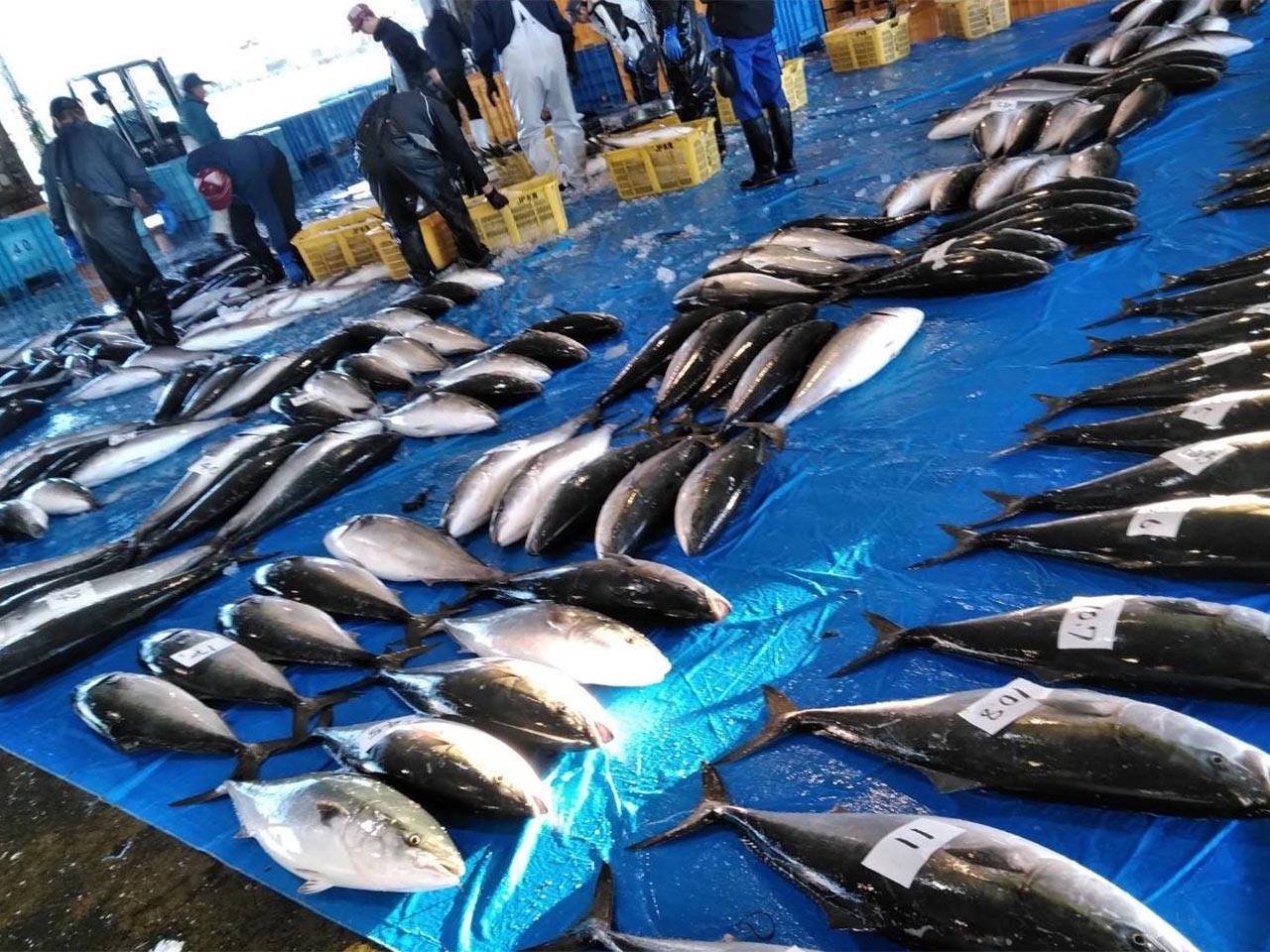 富山湾 寒ぶりの水揚げ