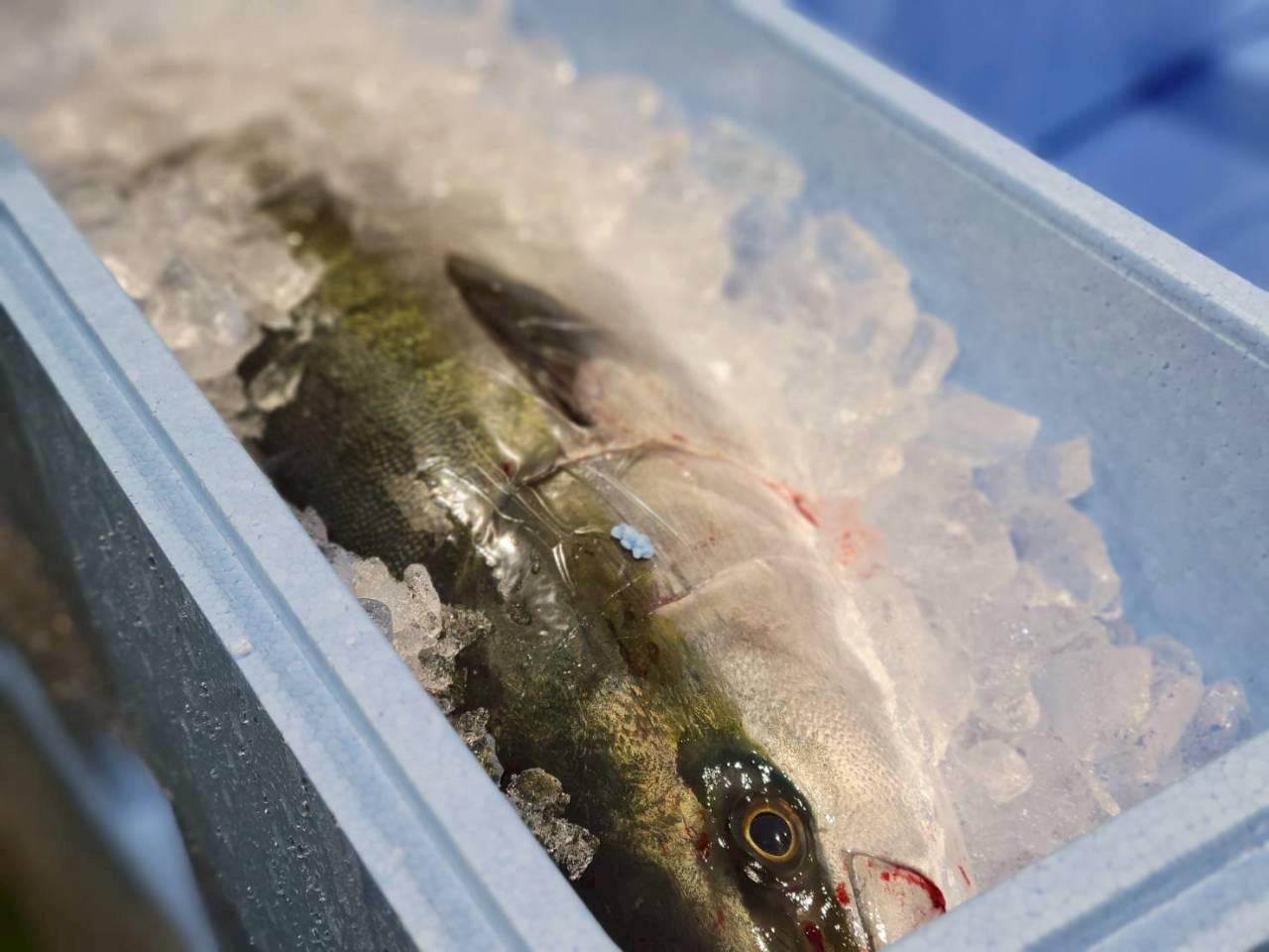 ライドザシップ取扱、富山・ひみ寒ぶり